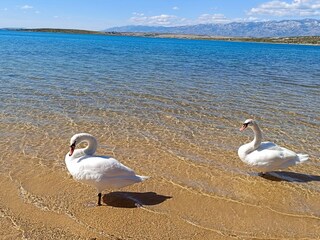 Casa per le vacanze Vrsi Ambiente 37
