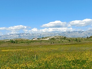 Casa per le vacanze Vrsi Ambiente 38
