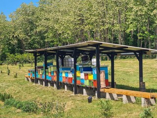 Our apiary where you can taste honey