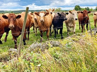 Holiday house Bodafors  12