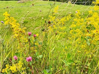 Vakantiehuis Bodafors  14