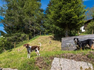 Maison de vacances Enzklösterle Environnement 19