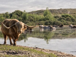 Vakantiehuis Egmond aan Zee Omgeving 27