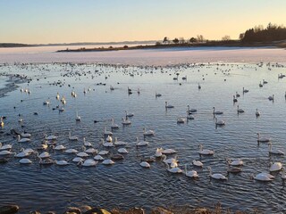 Casa per le vacanze Virksund  16