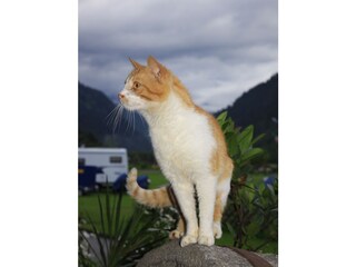 Casa per le vacanze Mörtschach Ambiente 18