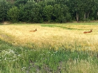 Vakantiehuis Hedekas  21