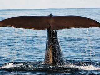 Vakantiehuis Bø (Norwegen) Buitenaudio-opname 6