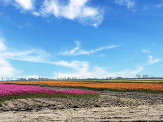 Holiday house Sint-Maartensdijk Environment 37