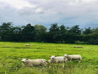 Casa de vacaciones Giethoorn Entorno 29