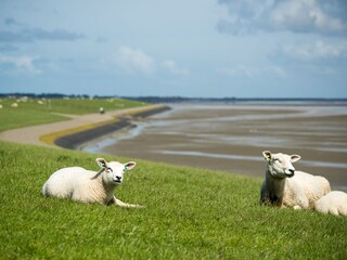 Appartamento Hollum Ambiente 15