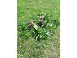 Casa per le vacanze Riefensberg Registrazione all'aperto 4