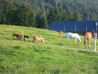 Ponys zum Reiten