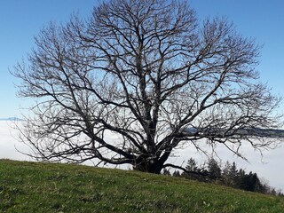 Casa per le vacanze Riefensberg Registrazione all'aperto 13