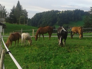 Liebe Ponys für Kinder zum Reiten nach Absprache