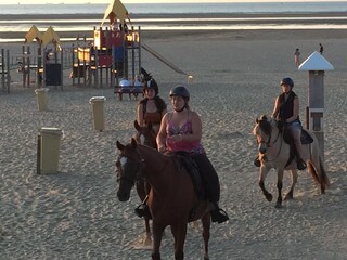 Ferienhaus Stellendam Umgebung 26