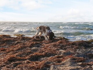 Vakantiehuis Helsingborg  28