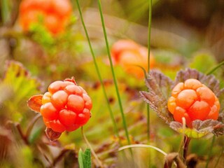 Vakantiehuis Welt  20