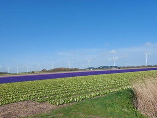 Vakantiehuisje Petten Omgeving 19