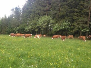 Maison de vacances St. Georgen im Schwarzwald Environnement 28