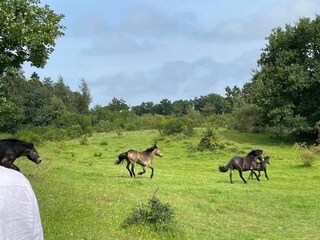 Ferienhaus Knebel  24
