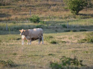 Vakantiehuis Knebel  43