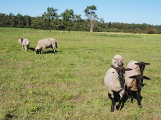 Heideköniginnen aus der Nachbarschaft