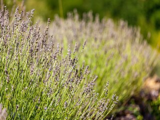 Casa per le vacanze Céreste  30