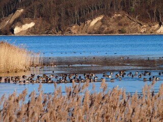 Jassmunder Bodden
