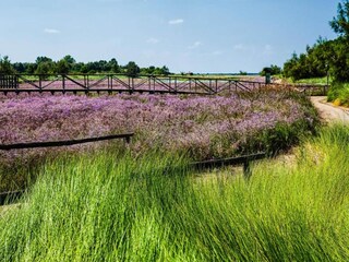Casa per le vacanze Albarella Ambiente 28