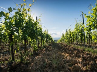 Vakantiehuis Vinci Omgeving 26