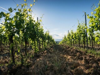 Casa per le vacanze Vinci Ambiente 26