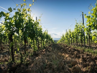 Ferienhaus Vinci Umgebung 26