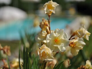 Holiday cottage Dicomano  36