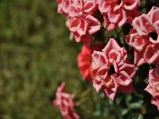 Cottage Dicomano  34