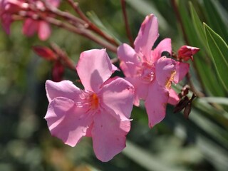 Casa vacanze Dicomano  35