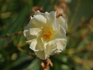 Vakantiehuisje Dicomano  36