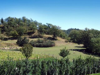 Ferienhaus Dicomano Umgebung 29
