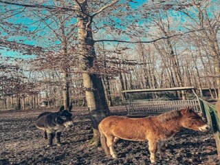 Ferienpark Viroinval Umgebung 34