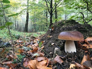 Ferienpark Viroinval Umgebung 16