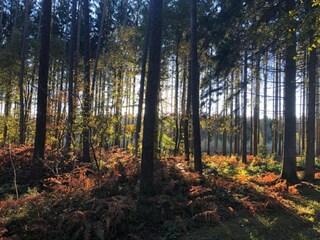 Ferienpark Viroinval Umgebung 39