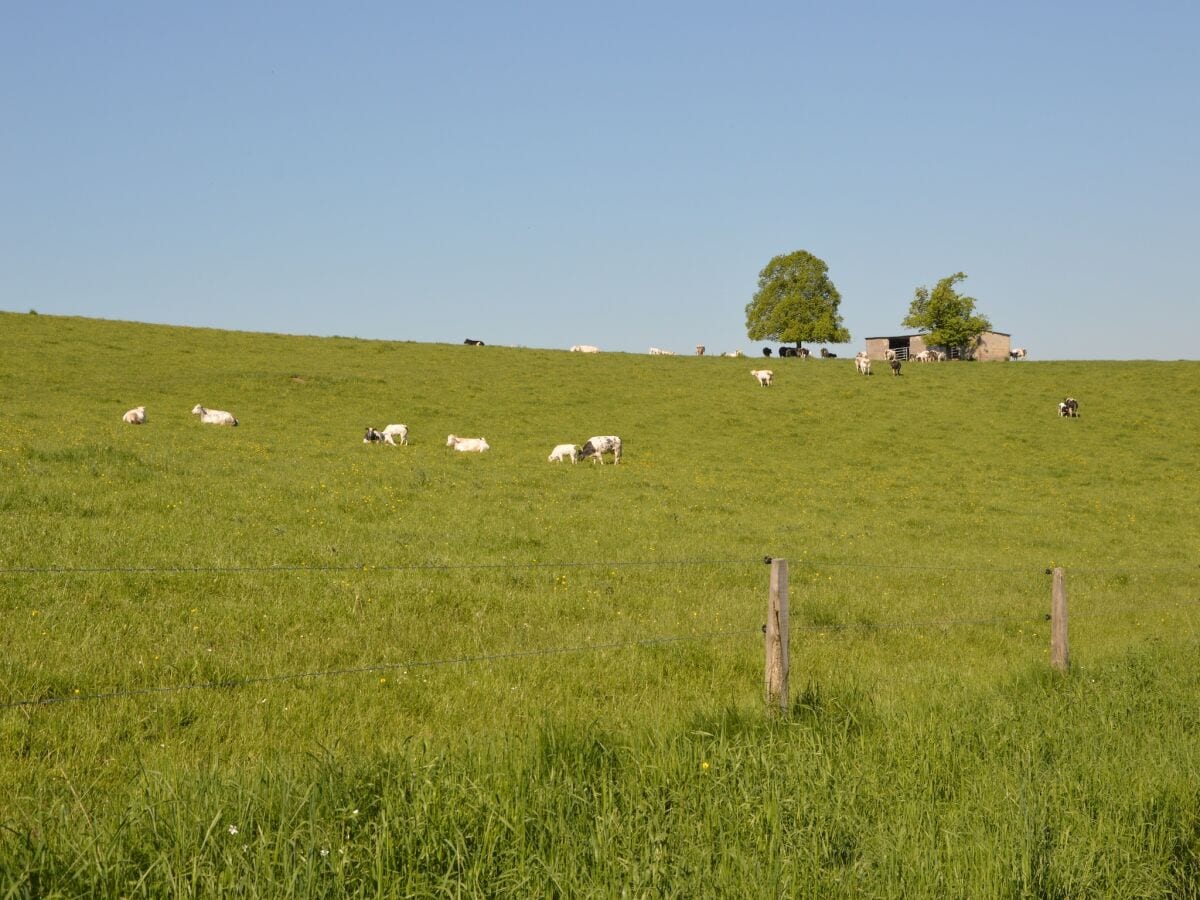 Ferienhaus La Roche-en-Ardenne Umgebung 27