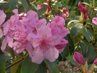 Vakantiehuis Paliseul Buitenaudio-opname 7