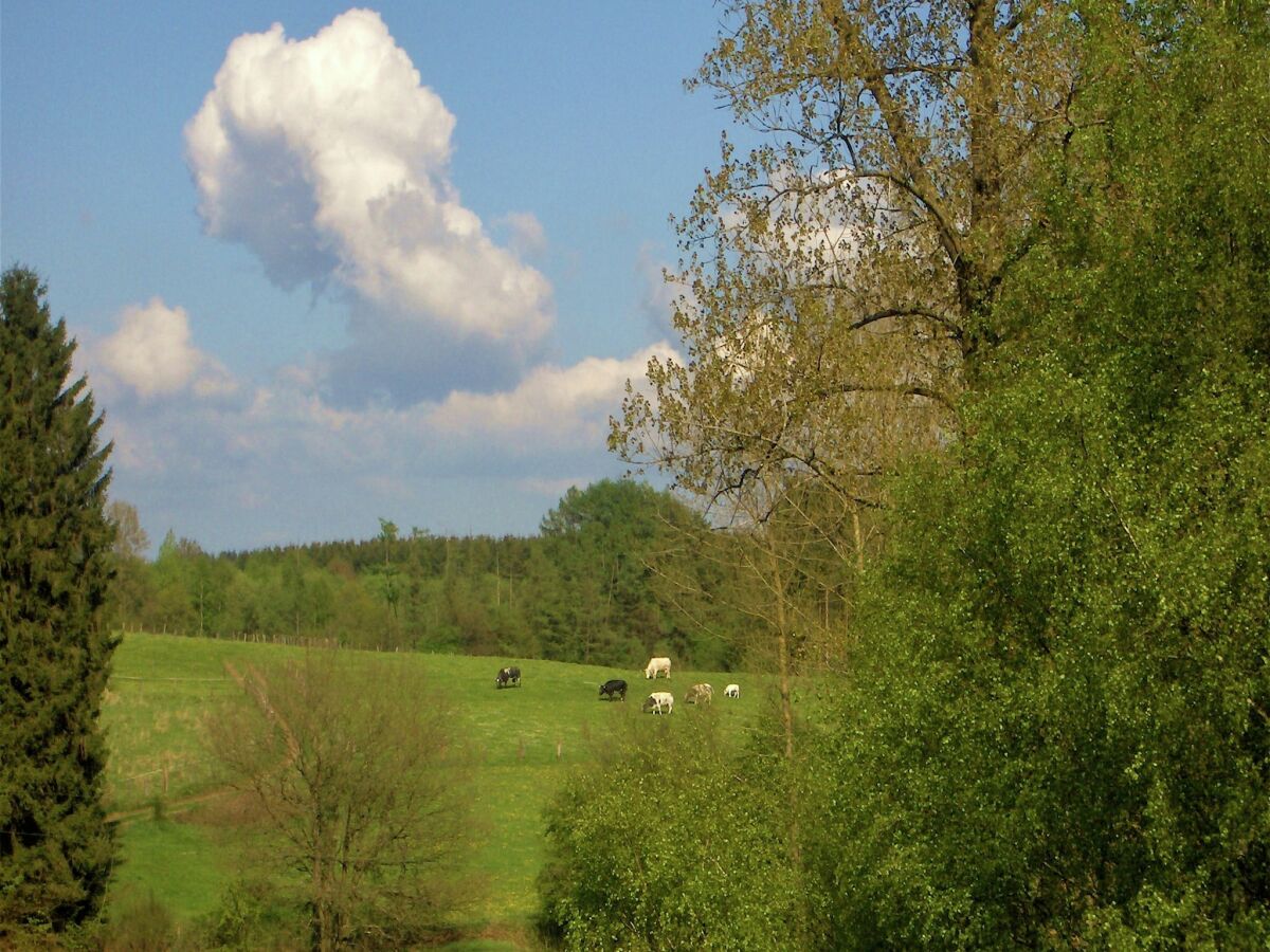 Ferienhaus Paliseul Umgebung 33