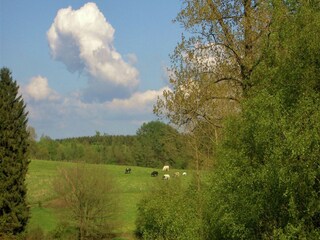 Maison de vacances Paliseul Environnement 32