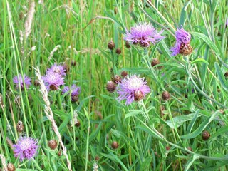 Casa per le vacanze Paliseul Ambiente 31