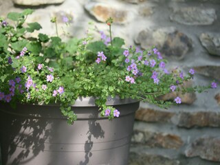 Casa vacanze Paliseul  38