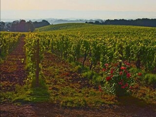 Type de propriété : Ferme San Gimignano Environnement 27