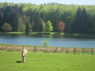 Ferienhaus La Roche-en-Ardenne Umgebung 23