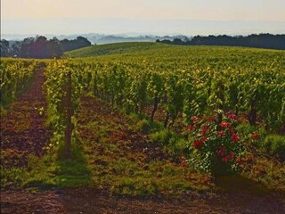 Type de propriété : Ferme San Gimignano Environnement 22