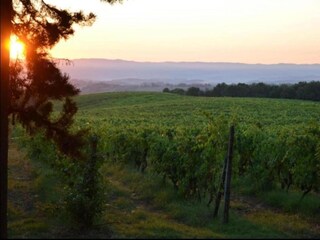 Type de propriété : Ferme San Gimignano Environnement 24